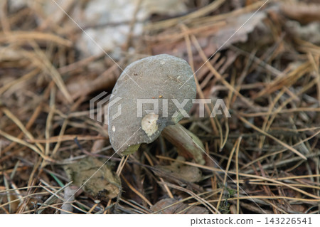 Wild mushrooms on the forest floor Wild mushrooms on the forest floor 143226541