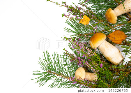 Forest mushrooms in a basket. White mushrooms. Autumn background with mushrooms and forest foliage on a white background. place for text. Forest mushrooms in a basket. White mushrooms. Autumn background with mushrooms and forest foliage on a white background. place for text. 143226765