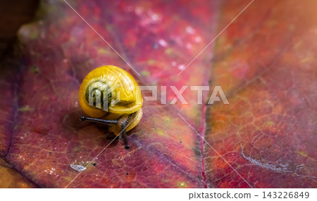 a small yellow snail on the autumn leaf. macro a small yellow snail on the autumn leaf. macro 143226849