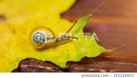 a small yellow snail on the autumn leaf. macro a small yellow snail on the autumn leaf. macro 143226853