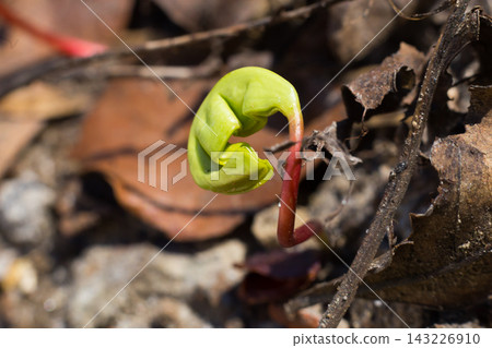 the little plant grows among the leaves in the Woods the little plant grows among the leaves in the Woods 143226910