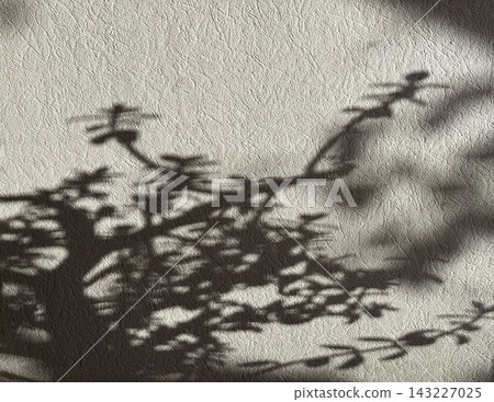 Abstract Botanical Shadow Cast on Textured Wall 143227025