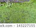 Wood sorrel growing on moss 143227155