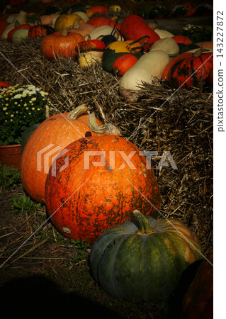 Pumpkin patch market, autumn harvest concept 143227872