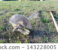 A metal garden auger on grass-covered ground at a construction site. 143228005
