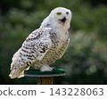 Snowy Owl Calling While Perched On Wooden Platform 143228063
