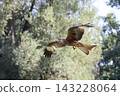 Red Kite Gliding Gracefully Through Sunlit Woodland Canopy 143228064