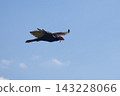 Turkey Vulture Flying Across Clear Blue Summer Sky 143228066