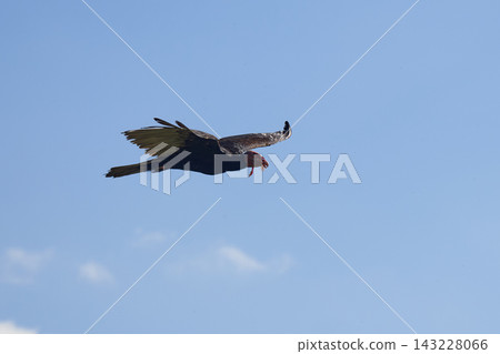 Turkey Vulture Flying Across Clear Blue Summer Sky Turkey Vulture Flying Across Clear Blue Summer Sky 143228066