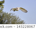Barn Owl Flying Gracefully Against Clear Blue Sky 143228067