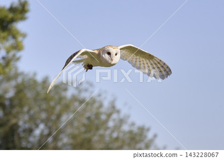 Barn Owl Flying Gracefully Against Clear Blue Sky Barn Owl Flying Gracefully Against Clear Blue Sky 143228067