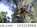 Red Kite Soaring Over Woodland in Bright Daylight 143228068