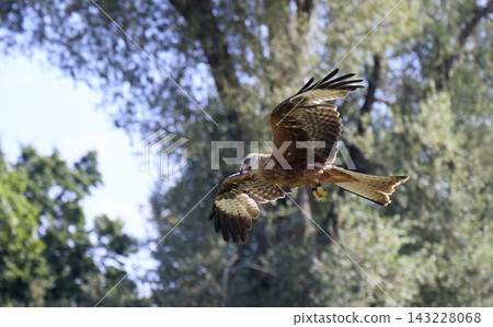 Red Kite Soaring Over Woodland in Bright Daylight 143228068