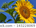 Blooming Sunflower with Bees Under Clear Blue Sky 143228069