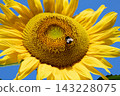 Bumblebee Gathering Nectar on a Bright Yellow Sunflower 143228075