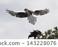 Steller's Sea Eagles Flying Together Against Bright Sky 143228076