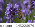 Honey Bee Collecting Nectar on Lavender Flower 143228079