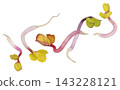 Falling radish sprouts isolated on white background with clipping path 143228121