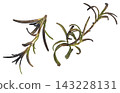 Grilled rosemary herbs charred aromatic leaves isolated on white background full depth of field 143228131