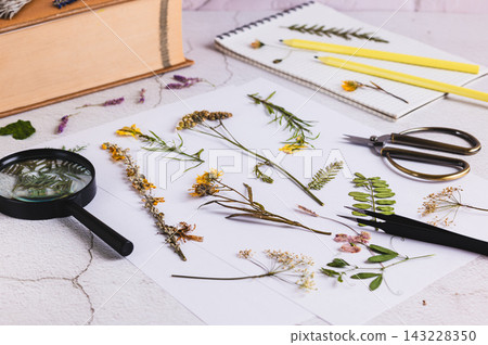Dried and pressed flowers, a notebook, a magnifying glass, and scissors on the table Dried and pressed flowers, a notebook, a magnifying glass, and scissors on the table 143228350