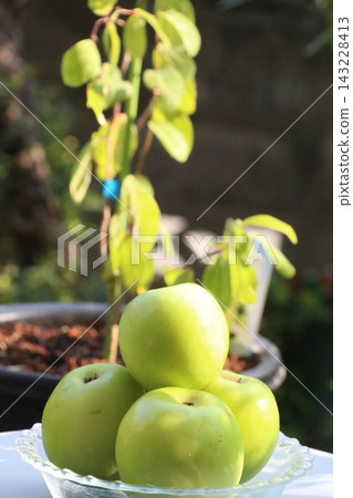 Indian jujube Indian jujube 143228413