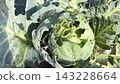 Closeup view of green cabbage head and surrounding leaves heavily damaged by striped caterpillars feeding on foliage 143228664