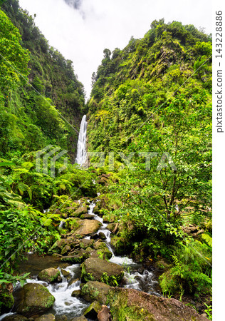 Scenic view of the majestic Trafalgar Falls surrounded by lush tropical rainforest in Dominica. Scenic view of the majestic Trafalgar Falls surrounded by lush tropical rainforest in Dominica. 143228886