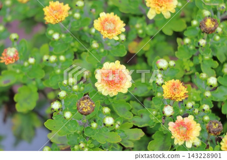 菊花（菊科） 143228901