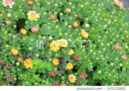菊花 143228902