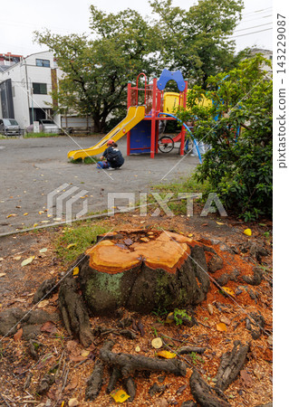 公園裡被砍伐後留下的那棵老櫻桃樹的樹樁 143229087
