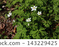 White, flaccid anemone of the Ranunculaceae that blooms in spring in a damp place in the mountains 143229425
