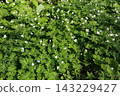 White, flaccid anemone of the Ranunculaceae that blooms in spring in a damp place in the mountains 143229427