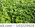 White, flaccid anemone of the Ranunculaceae that blooms in spring in a damp place in the mountains 143229428