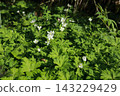 White, flaccid anemone of the Ranunculaceae that blooms in spring in a damp place in the mountains 143229429