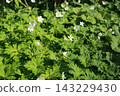 White, flaccid anemone of the Ranunculaceae that blooms in spring in a damp place in the mountains 143229430