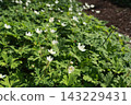 White, flaccid anemone of the Ranunculaceae that blooms in spring in a damp place in the mountains 143229431