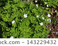 White, flaccid anemone of the Ranunculaceae that blooms in spring in a damp place in the mountains 143229432