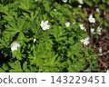 White, flaccid anemone of the Ranunculaceae that blooms in spring in a damp place in the mountains 143229451