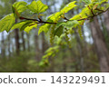 The young leaves of the melon maple are beginning to sprout. 143229491