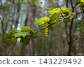 The young leaves of the melon maple are beginning to sprout. 143229492