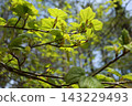 The young leaves of the melon maple are beginning to sprout. 143229493