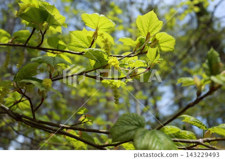 The young leaves of the melon maple are beginning to sprout. The young leaves of the melon maple are beginning to sprout. 143229493