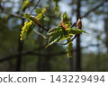 The young leaves of the melon maple are beginning to sprout. 143229494