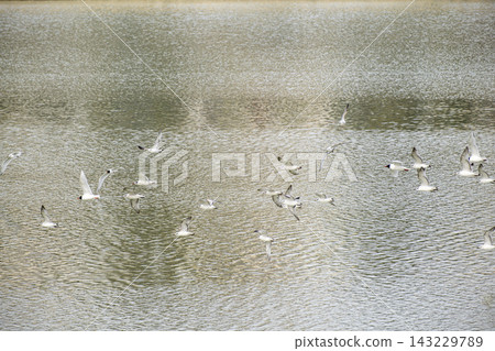 Flock of Seabirds Flying Over the Water. 143229789