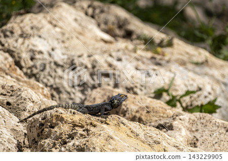 Spiny Lizard Basking on a Rock in Natural Habitat. Spiny Lizard Basking on a Rock in Natural Habitat. 143229905