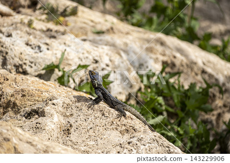 Spiny Lizard Basking on a Rock in Natural Habitat. Spiny Lizard Basking on a Rock in Natural Habitat. 143229906