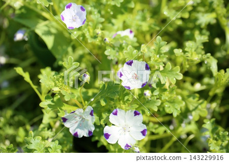 新鮮的白色粉蝶花 新鮮的白色粉蝶花 143229916