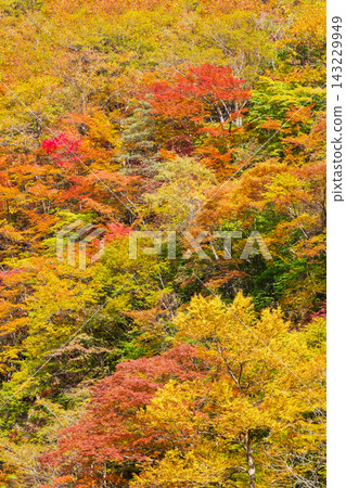 Autumn leaves Autumn leaves 143229949