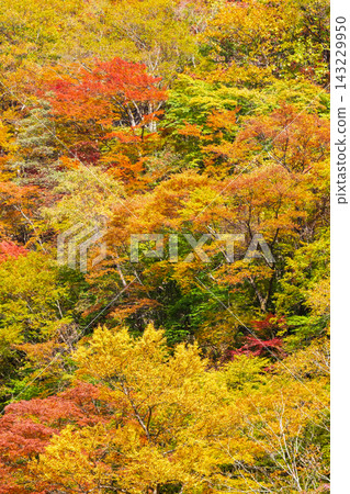Autumn leaves Autumn leaves 143229950