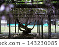 熊野紀念公園（現已關閉）裡的長紫藤 143230085